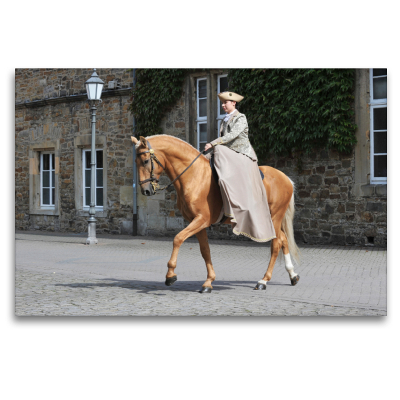 Lusitano Odeceixe - Fürstliche Hofreitschule Bückeburg