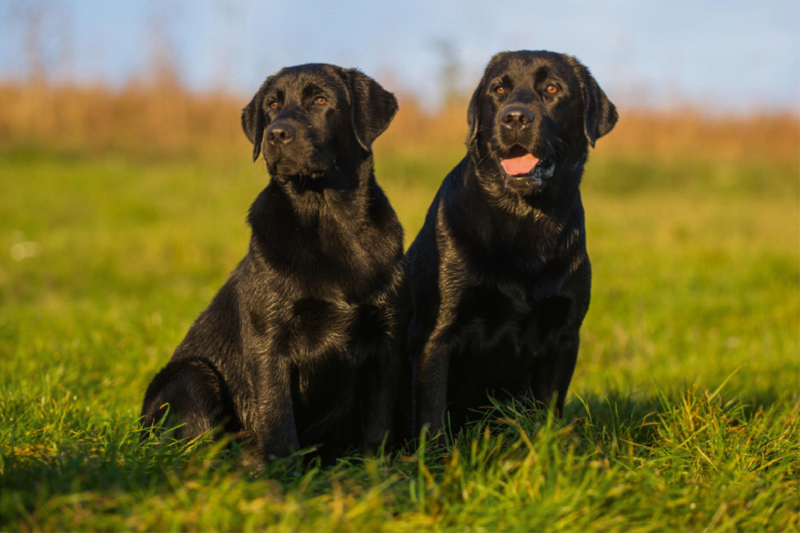 Labrador Retriever - Vater und Sohn