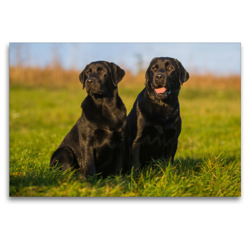 Labrador Retriever - Vater und Sohn