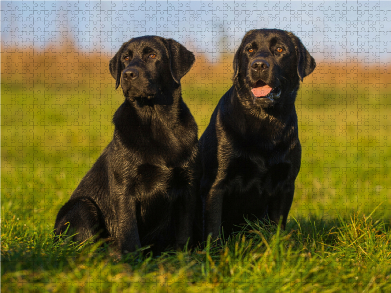 Labrador Retriever - Vater und Sohn