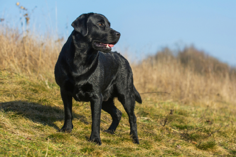 Labrador Retriever - Rüde