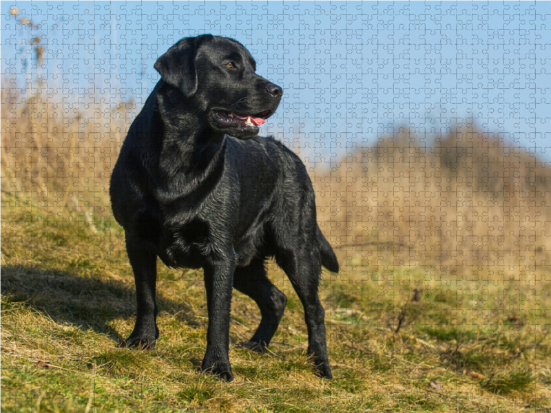 Labrador Retriever - Rüde