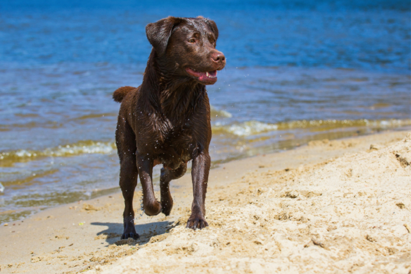 Labrador Retriever - Sommerfreuden