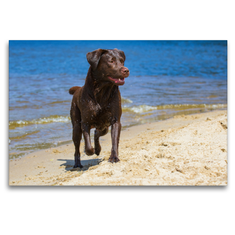 Labrador Retriever - Sommerfreuden