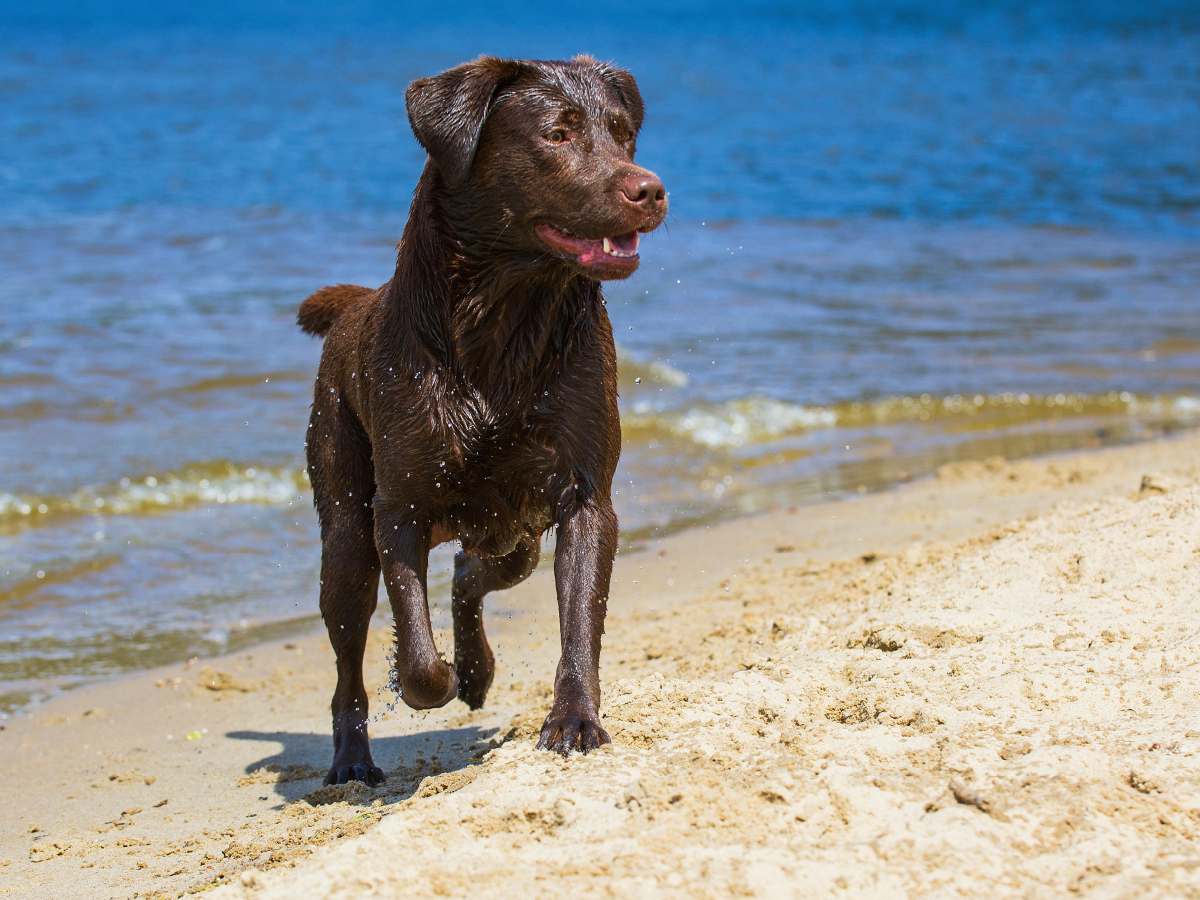 Labrador Retriever - Sommerfreuden