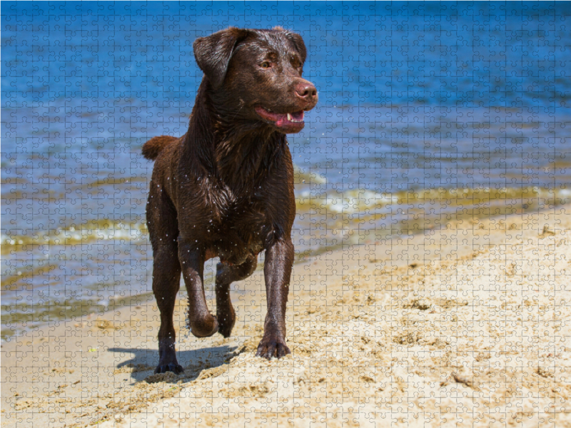 Labrador Retriever - Sommerfreuden