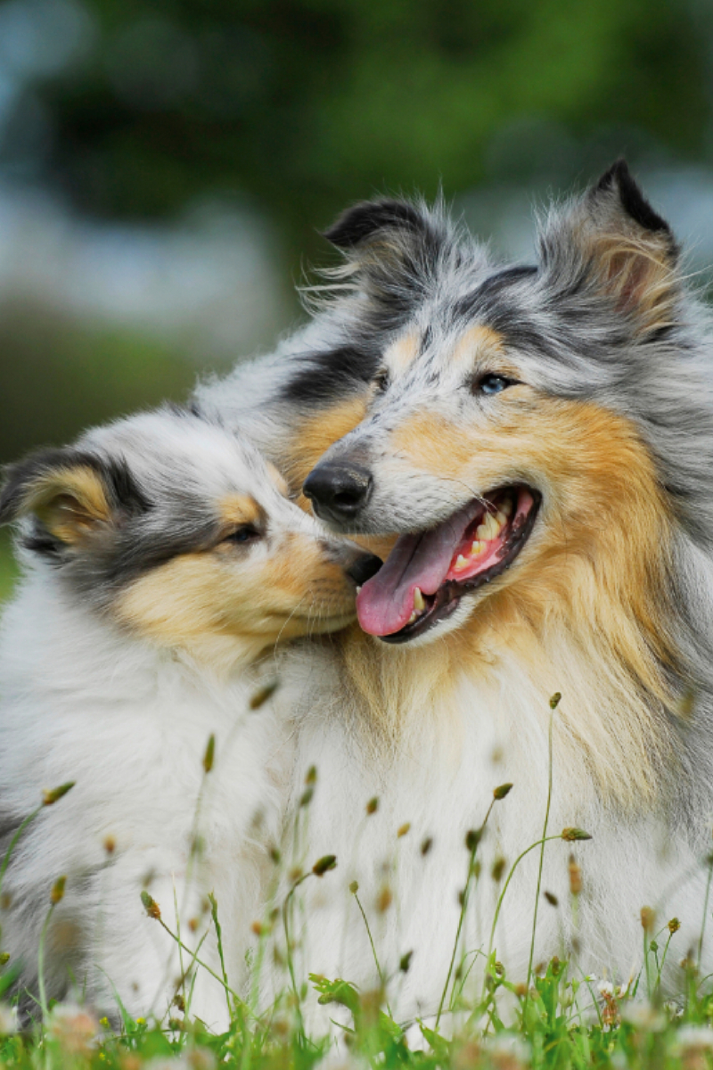 Collie Mutter mit ihrer Tochter