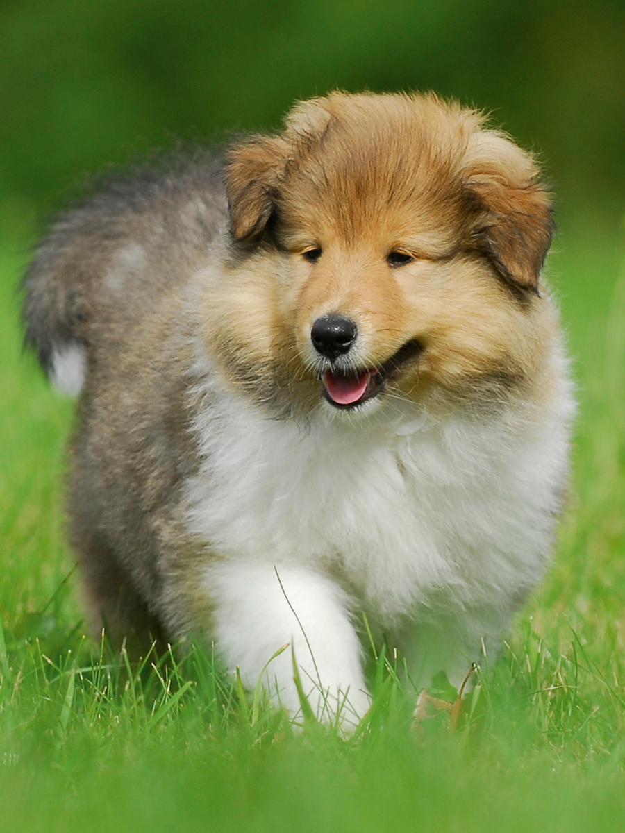 Collie Welpe auf Entdeckungsreise