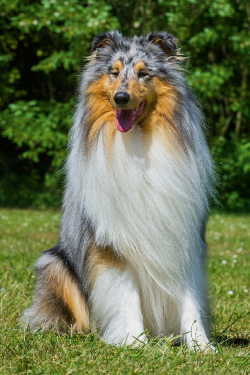 Ein wunderschöner Blue Merle Collie Rüde