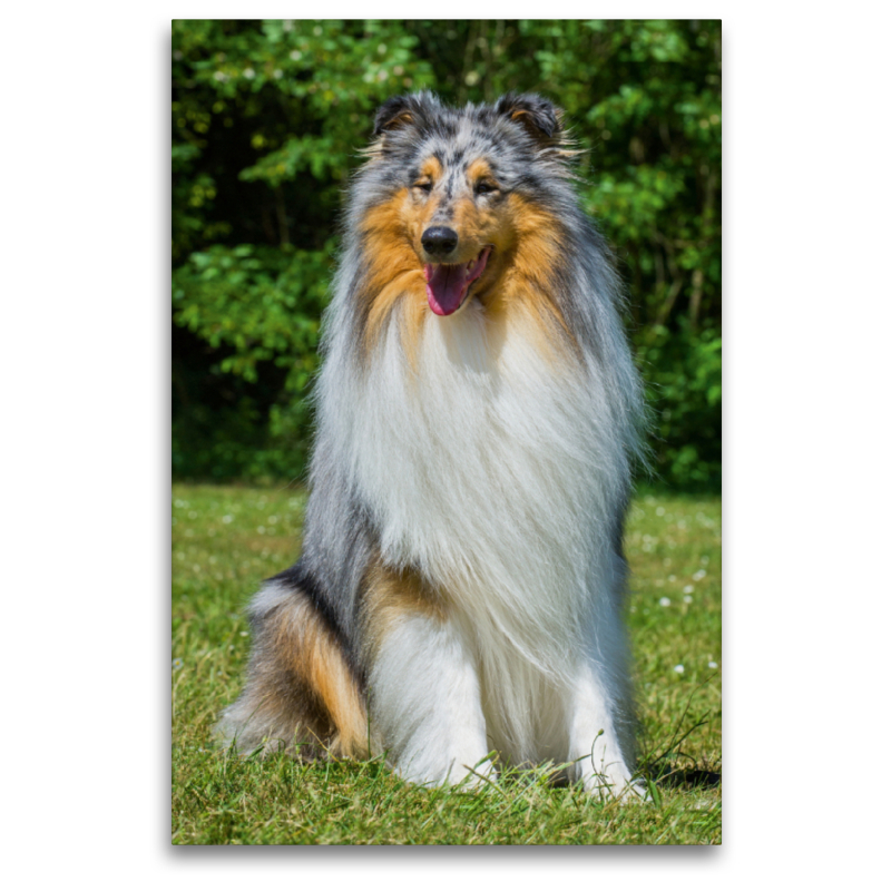 Ein wunderschöner Blue Merle Collie Rüde