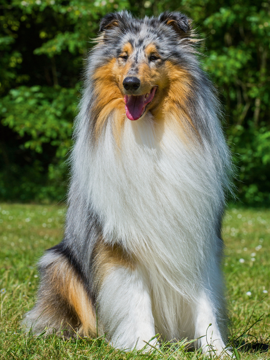 Ein wunderschöner Blue Merle Collie Rüde