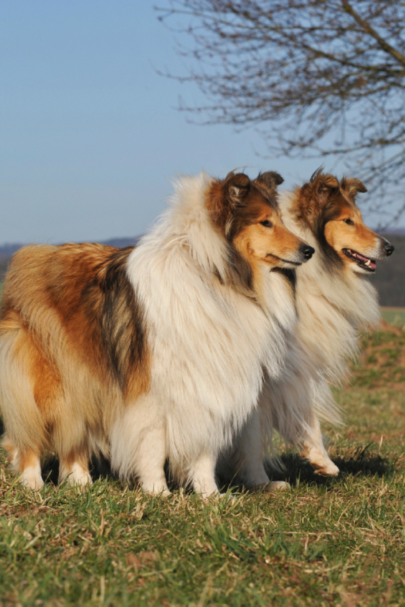 Collie Hündinnen