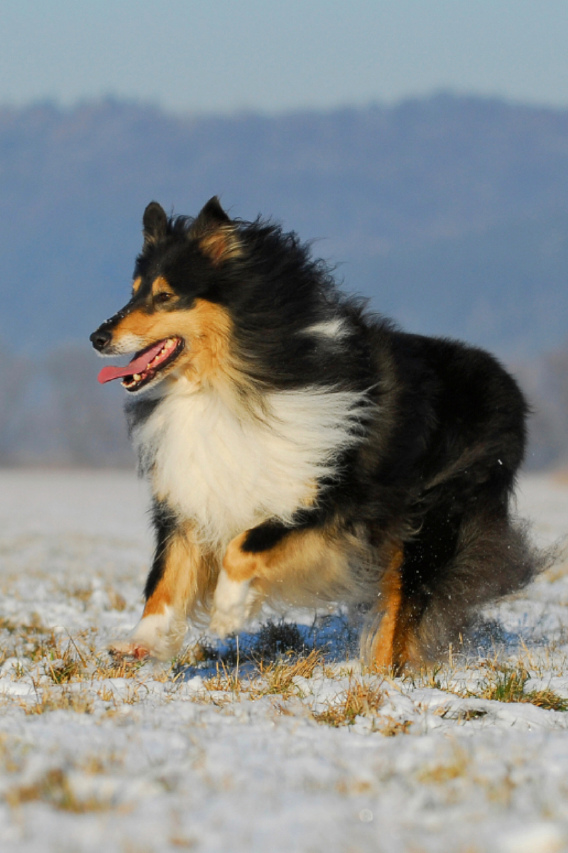 Collie Spaß im Winter