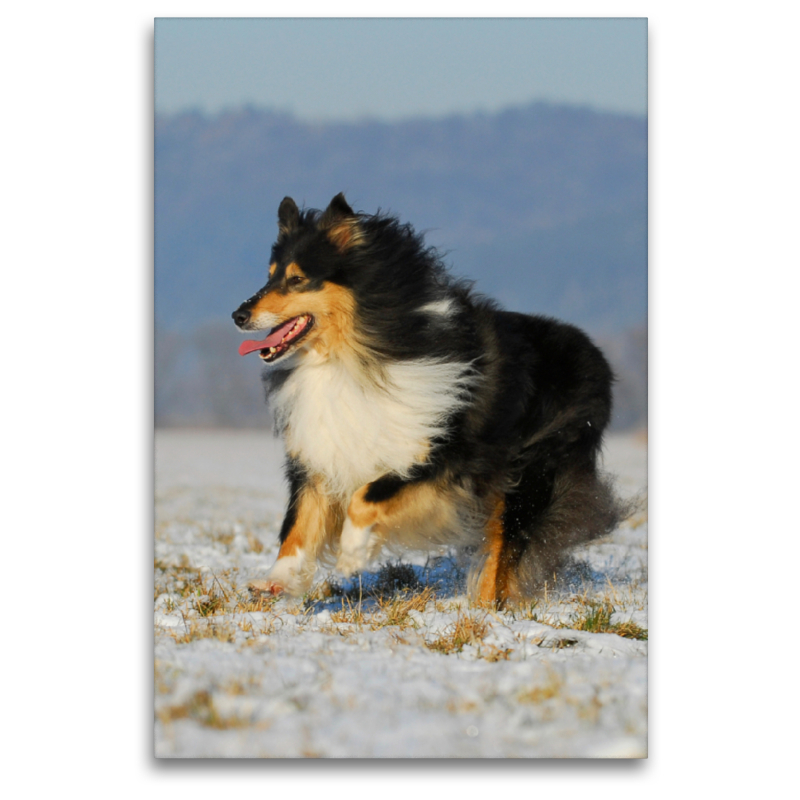 Collie Spaß im Winter