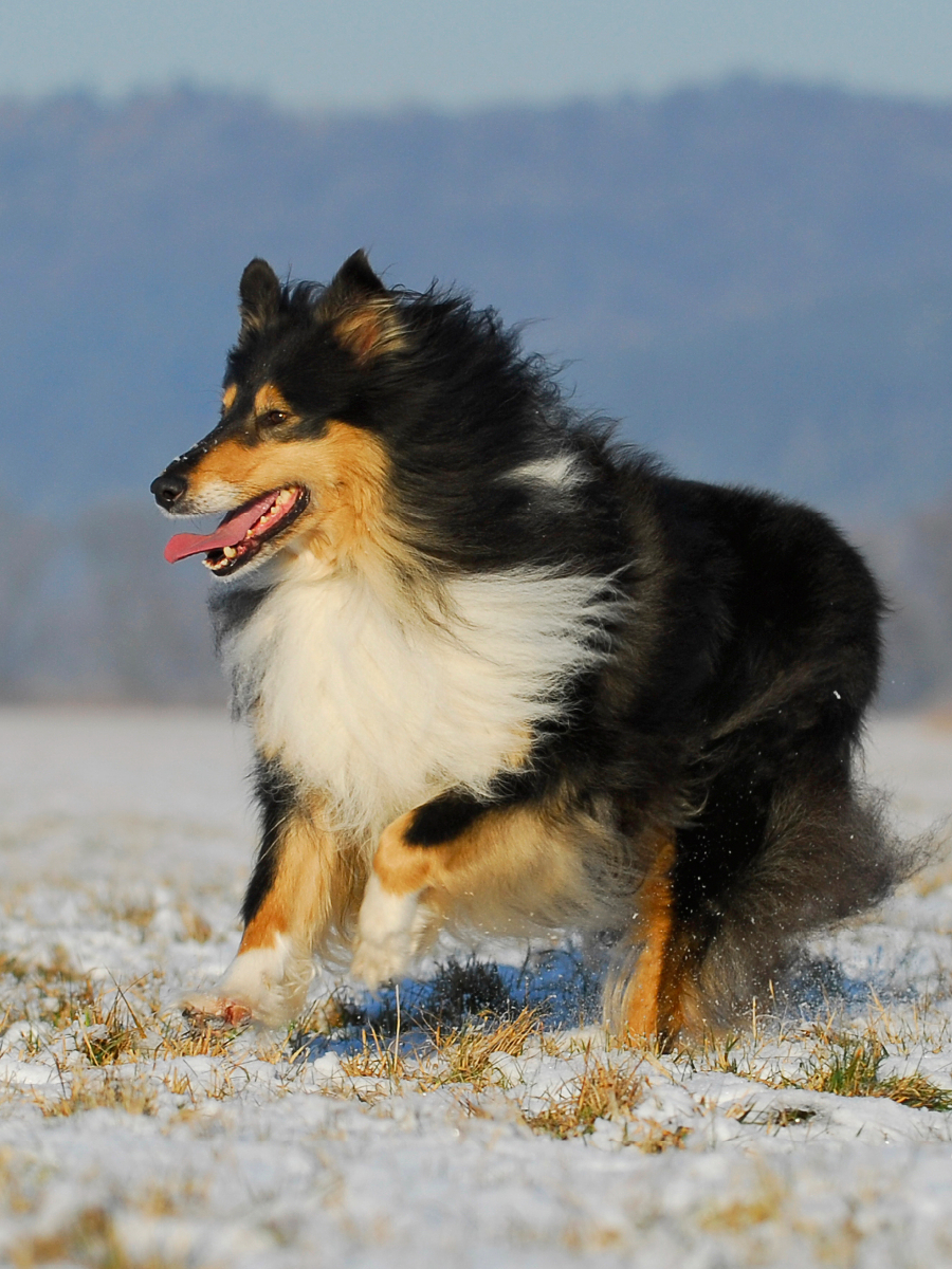 Collie Spaß im Winter