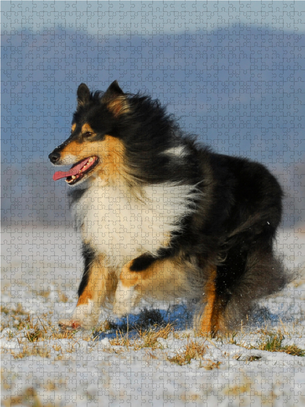 Collie Spaß im Winter