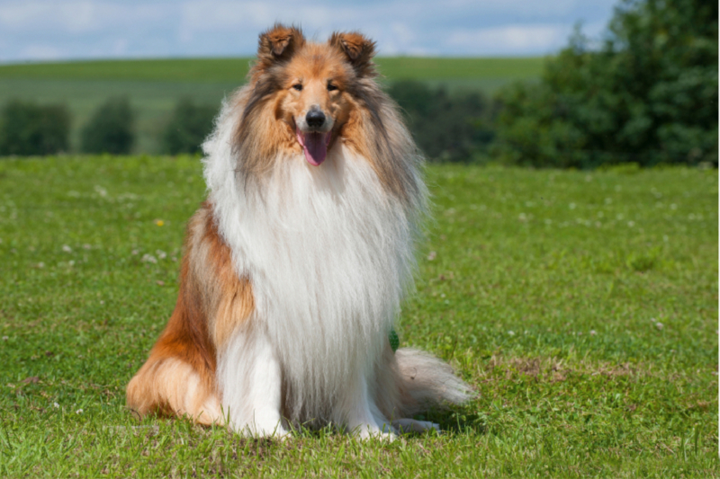 Ein traumhaft schöner Collie Rüde