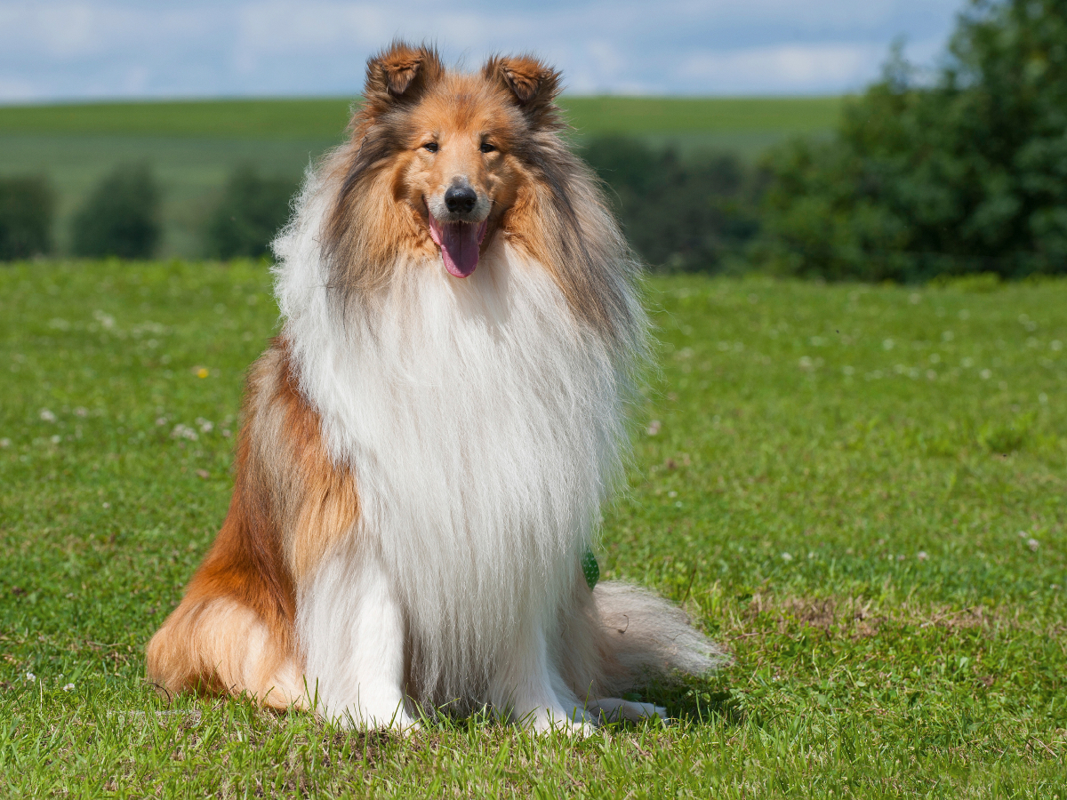 Ein traumhaft schöner Collie Rüde