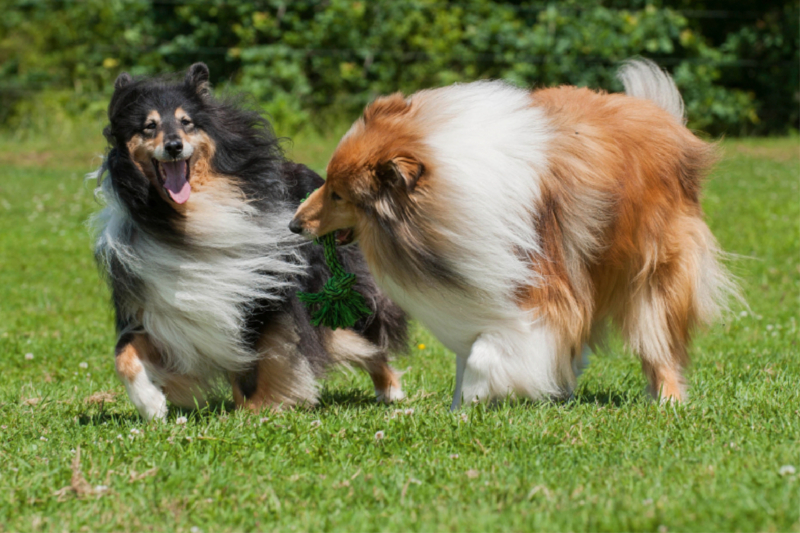 Collies - Spaß auf der Wiese