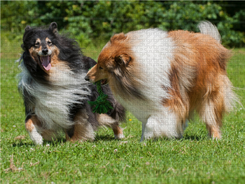 Collies - Spaß auf der Wiese