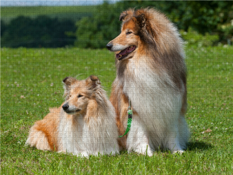 Collie - Rüde und Hündin