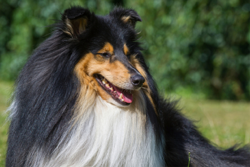 Collie - Porträt eines Rüden