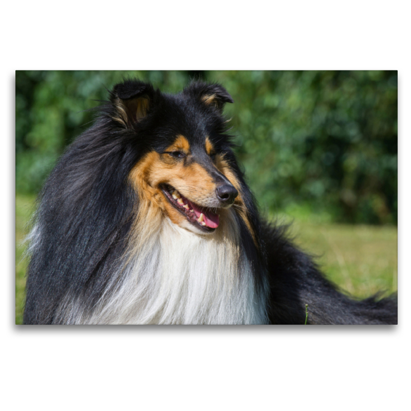 Collie - Porträt eines Rüden