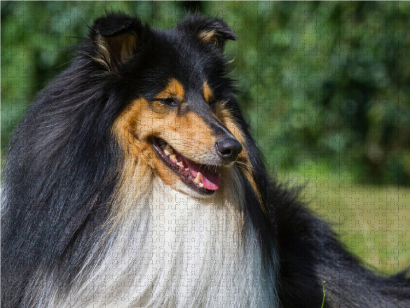 Collie - Porträt eines Rüden