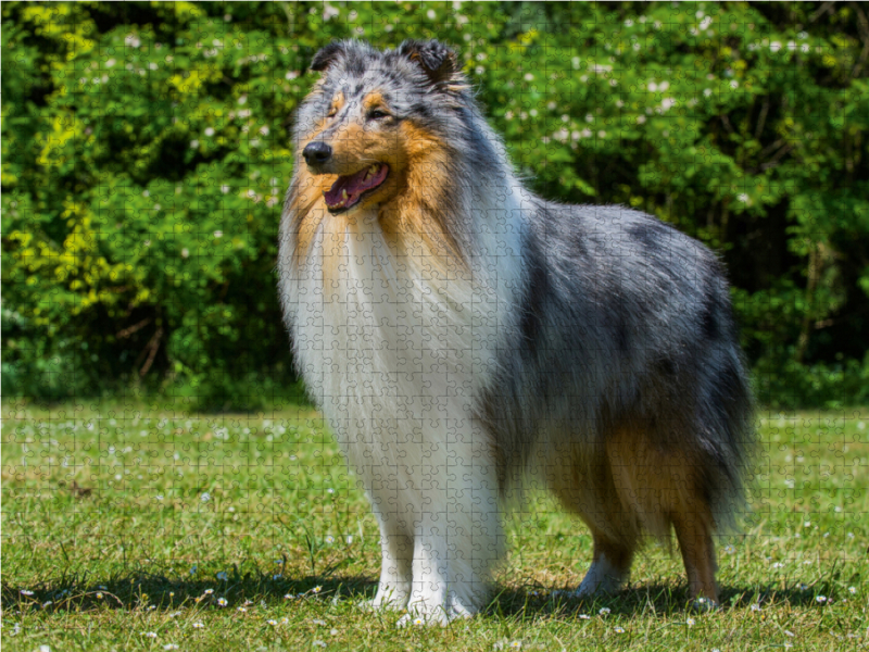 Ein prachtvoller Collie Rüde