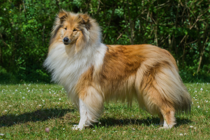 Eine bildschöne Collie Hündin