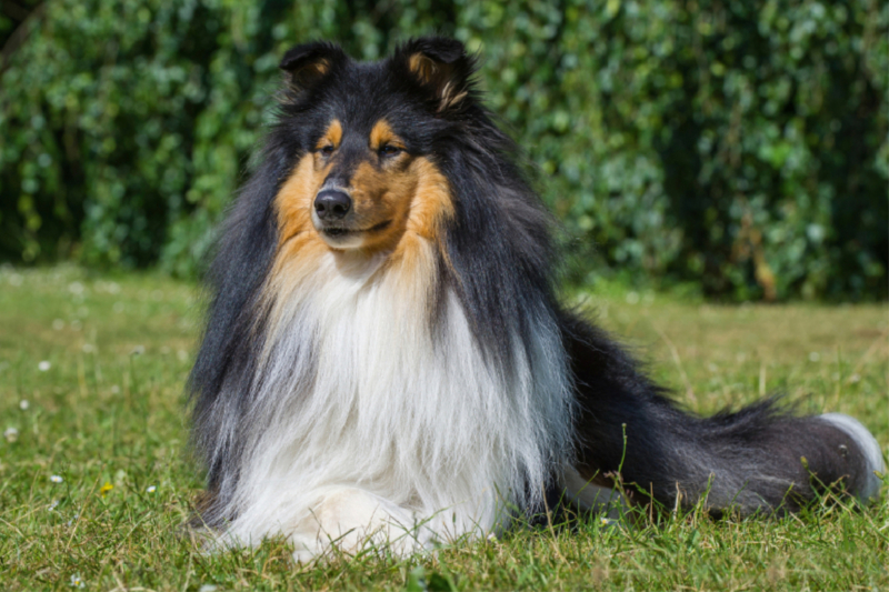 Ein prachtvoller tricolour Collie Rüde