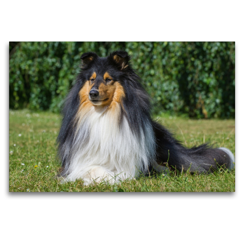 Ein prachtvoller tricolour Collie Rüde