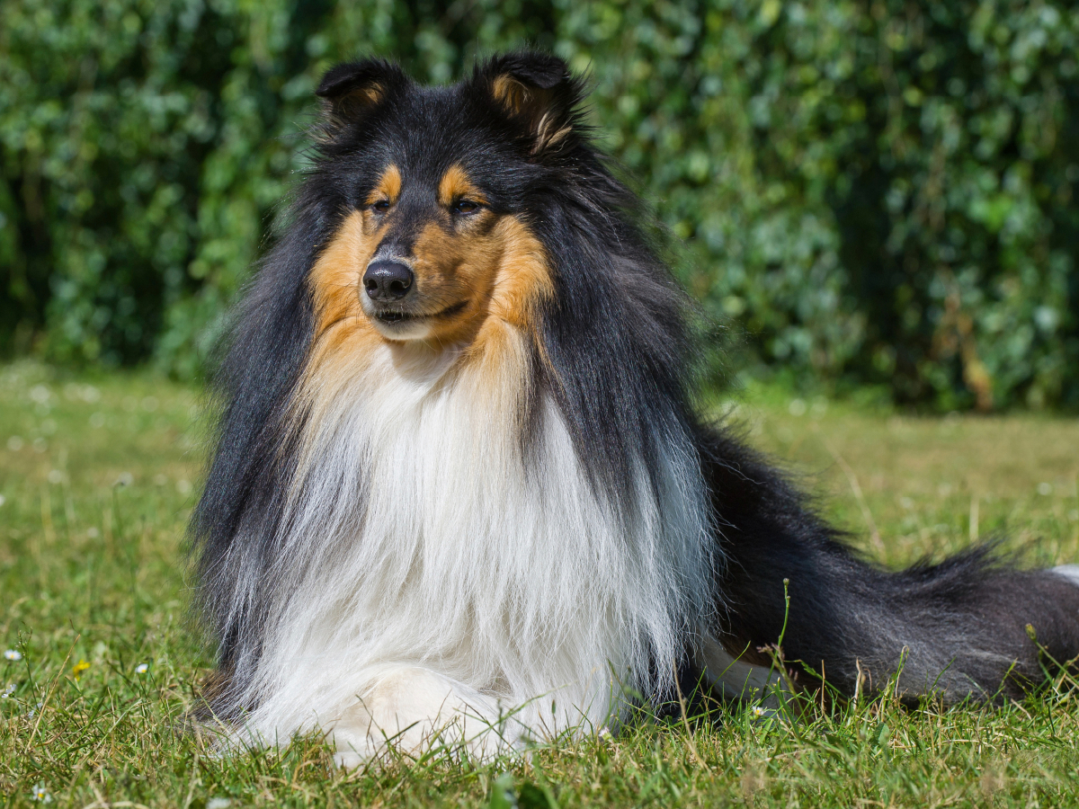 Ein prachtvoller tricolour Collie Rüde