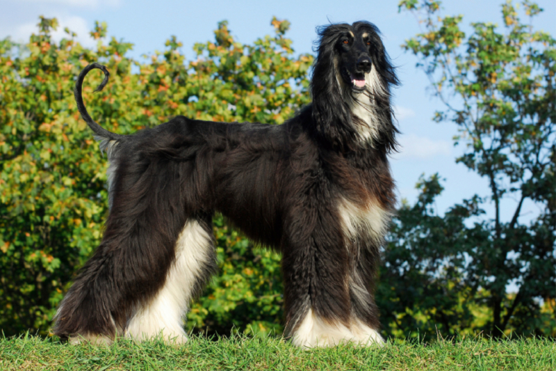 Afghanischer Windhund in black and tan