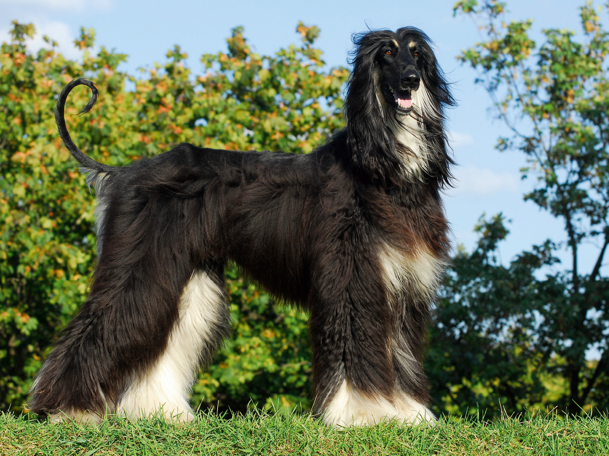 Afghanischer Windhund in black and tan