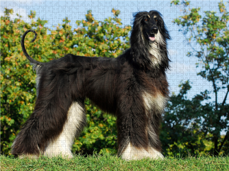 Afghanischer Windhund in black and tan