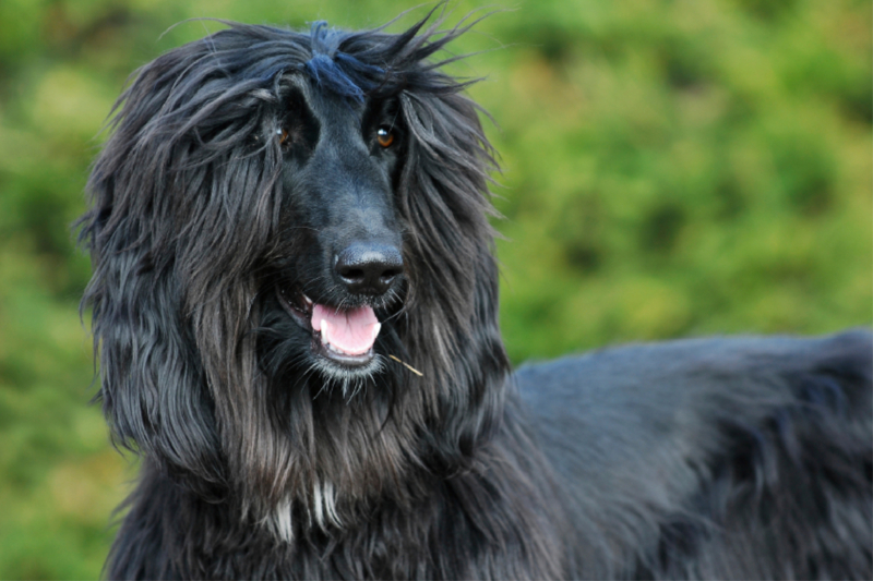 Afghanischer Windhund - schwarzer Jungrüde