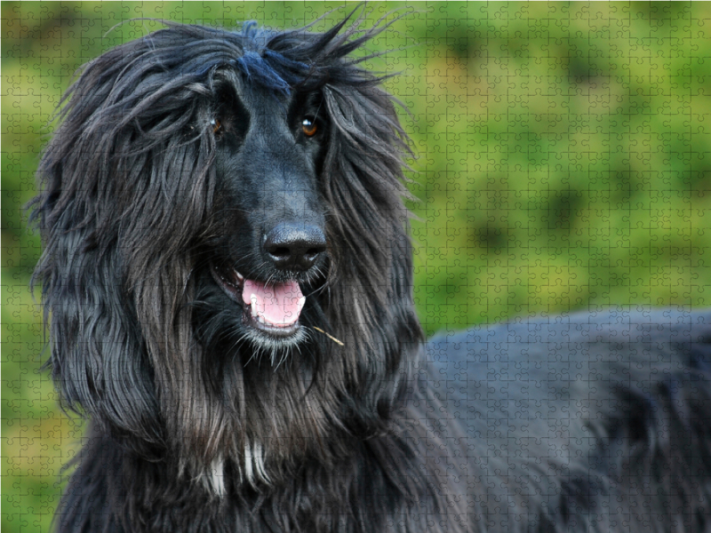 Afghanischer Windhund - schwarzer Jungrüde