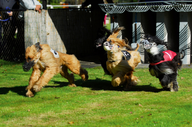 Afghanischer Windhund - am Start