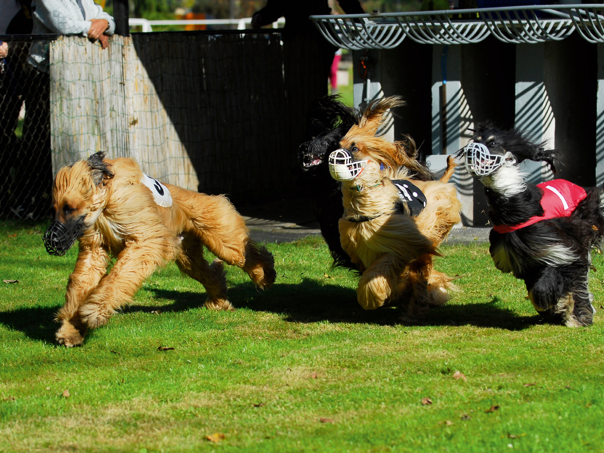 Afghanischer Windhund - am Start