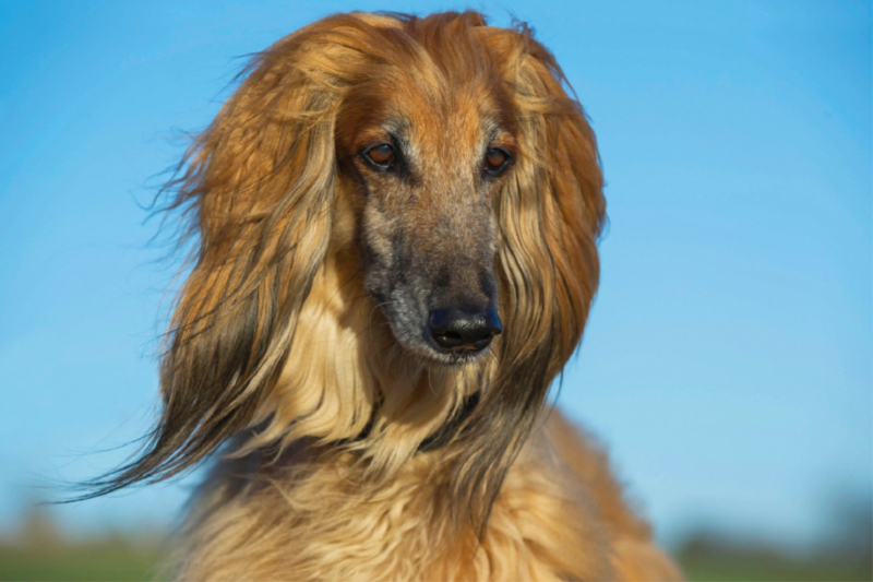 Afghanischer Windhund - Porträt