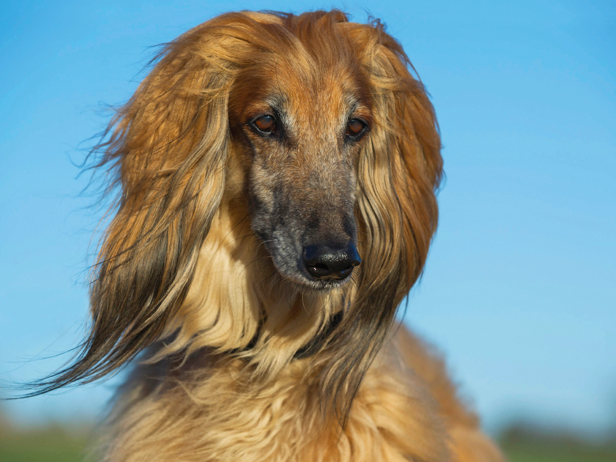 Afghanischer Windhund - Porträt