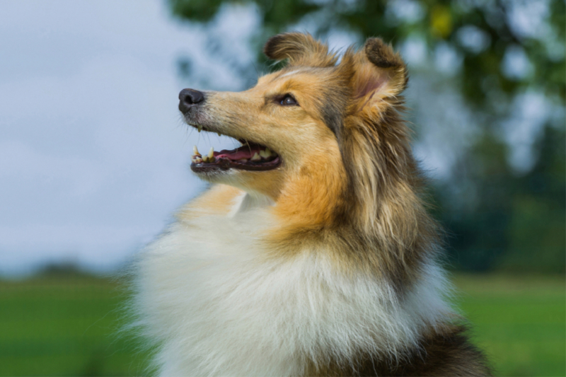 Sheltie - Ein hübsches Mädchen