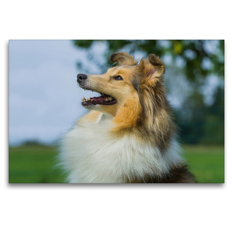 Sheltie - Ein hübsches Mädchen