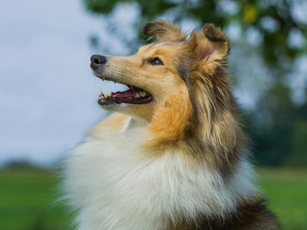 Sheltie - Ein hübsches Mädchen