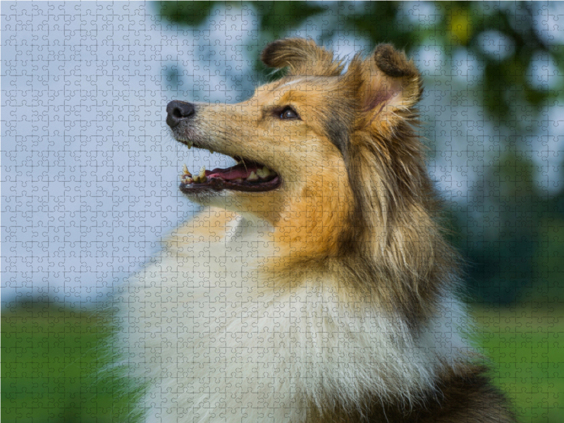 Sheltie - Ein hübsches Mädchen