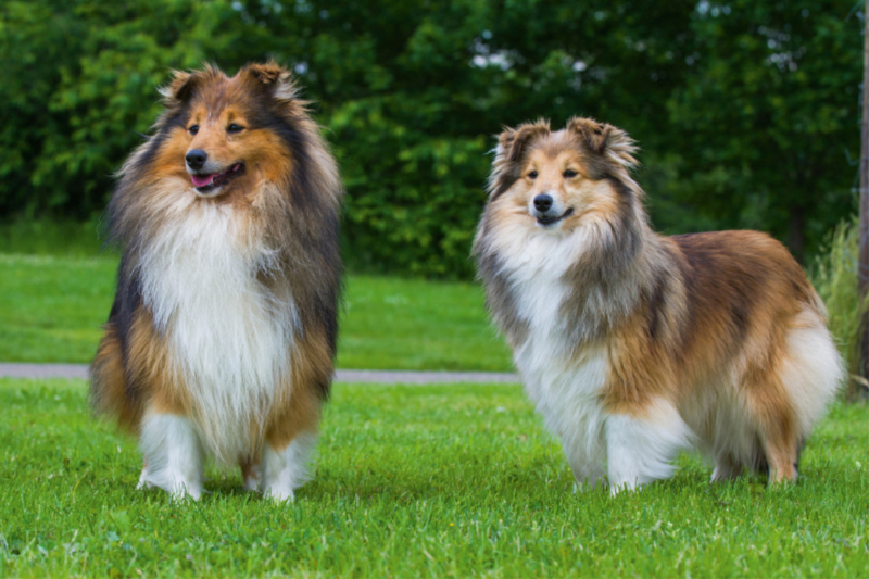 Sheltie - Ein Traumpaar