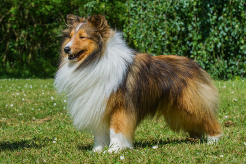 Sheltie - ein Traum von einem Rüden