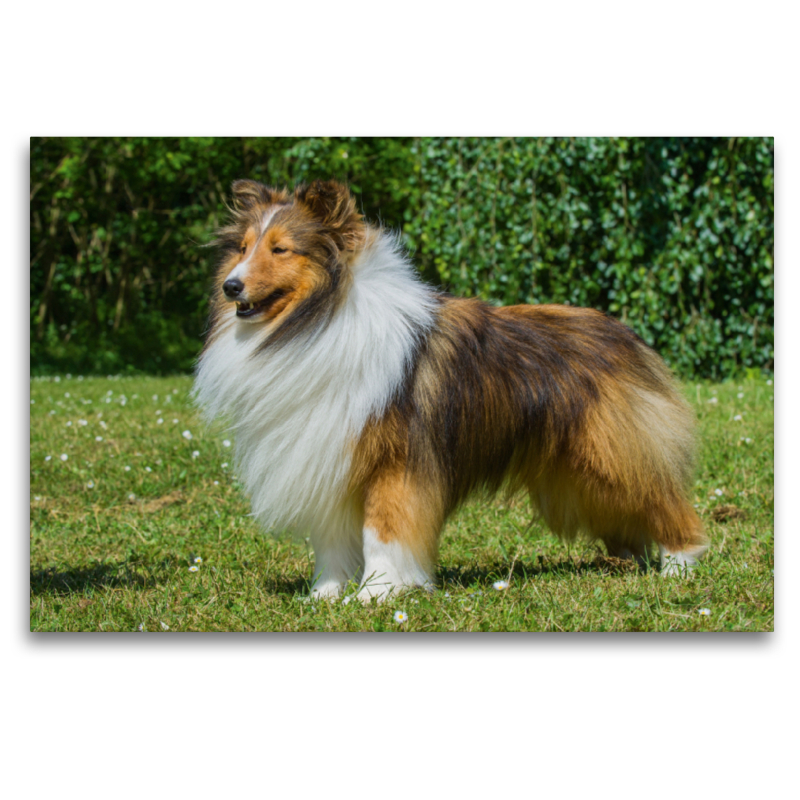 Sheltie - ein Traum von einem Rüden