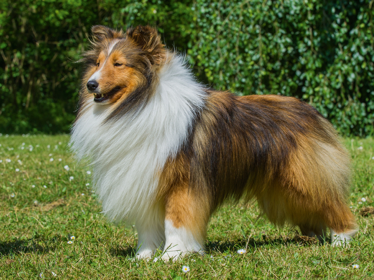 Sheltie - ein Traum von einem Rüden